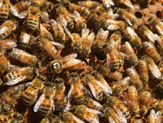 (Italian) 3 lb. Package Bees With Queen - Pickup Riverside, CA